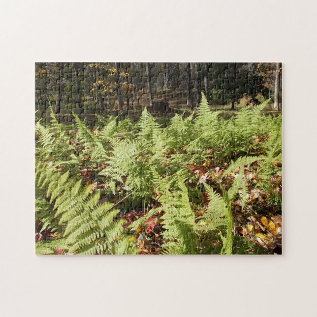 Herbst Ferns (Horizontal)