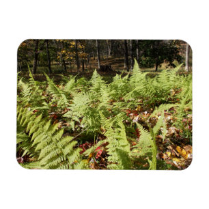Herbst Ferns Magnet