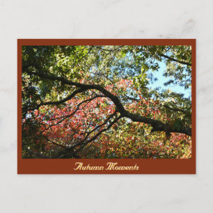 Herbst-Foto-Postkarte Postkarte