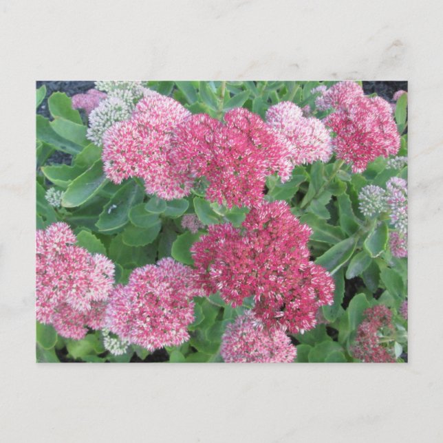 Herbst-Freude Sedum blühender Postkarte (Vorderseite)