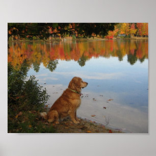 Herbst-Goldnatur mit golden retriever-Hund Poster