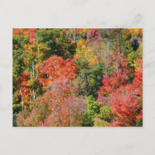 Herbst Hillside farbenfrohe Herbstfotografie Postkarte
