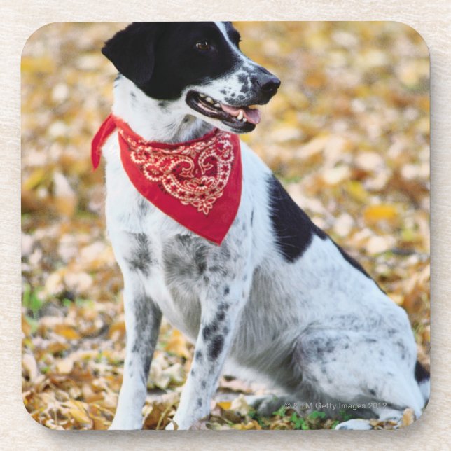 Herbst-Hund Getränkeuntersetzer (Vorderseite)