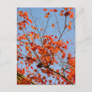 Herbst III Postkarte