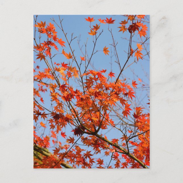 Herbst III Postkarte (Vorderseite)