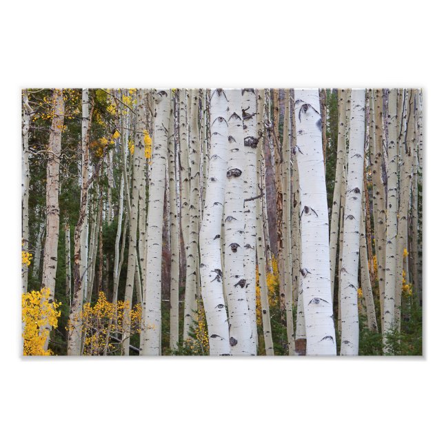Herbst im Aspen Fotodruck (Vorne)