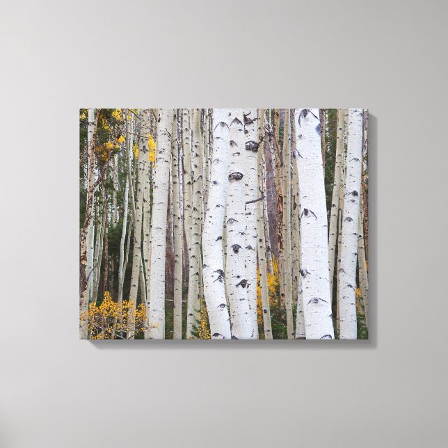 Herbst im Aspen Leinwanddruck (Vorderseite)