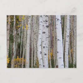 Herbst im Aspen Postkarte