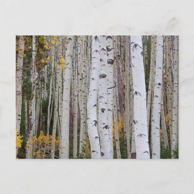 Herbst im Aspen Postkarte (Vorderseite)