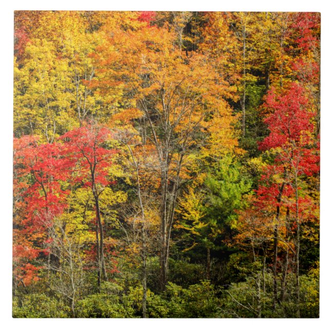 Herbst im Sims Pond North Carolina, Blue Ridge Fliese (Vorderseite)