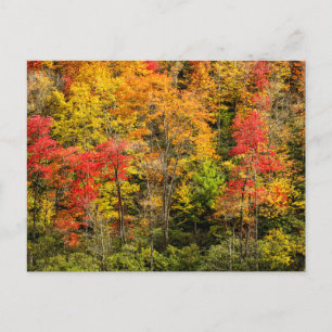 Herbst im Sims Pond North Carolina, Blue Ridge Postkarte
