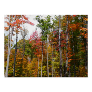 Herbst im Wald Farbige Herbstfotografie Poster