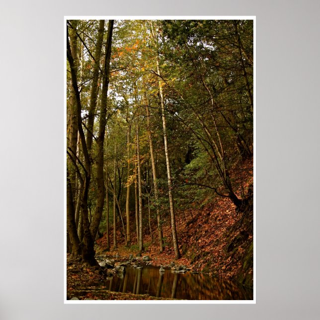 HERBST IM WALD MIT BÄUMEN UND REFLEXIONEN POSTER (Vorne)