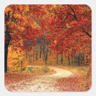 Herbst im Wald Quadratischer Aufkleber