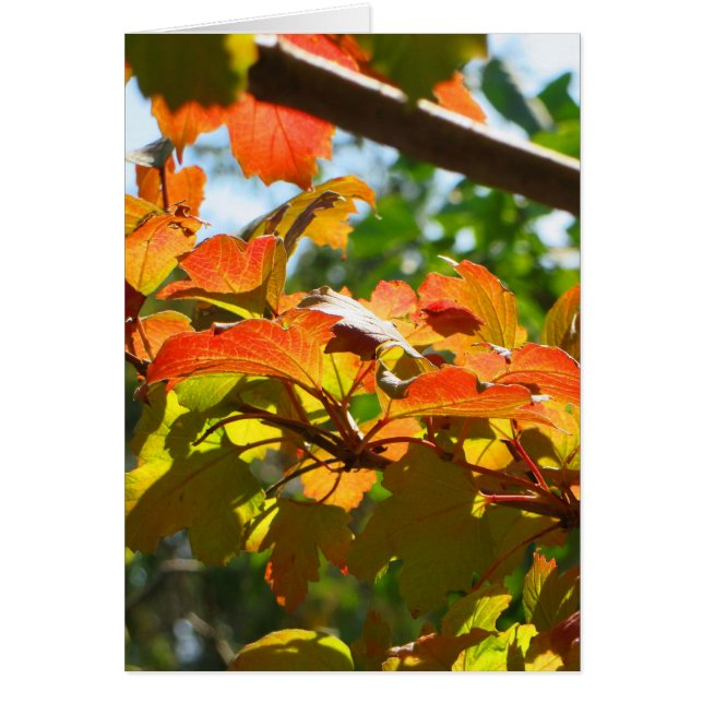 Herbst in Canberra (Vorne)