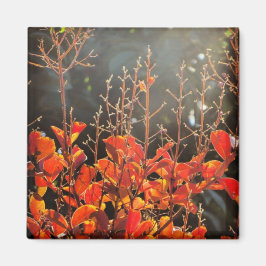 Herbst in Canberra Magnet