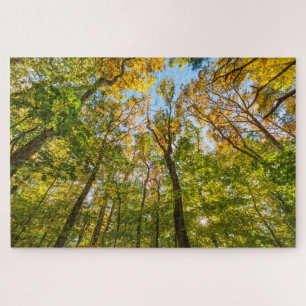 Herbst in einem Wald in Amesbury, Massachusetts