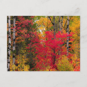 Herbst in Kanada. Postkarte