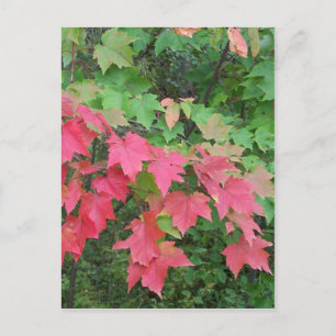 Herbst in Maine Postkarte