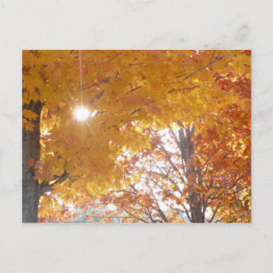 Herbst in Montreal Postkarte