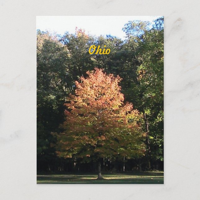Herbst in Ohio Postkarte (Vorderseite)