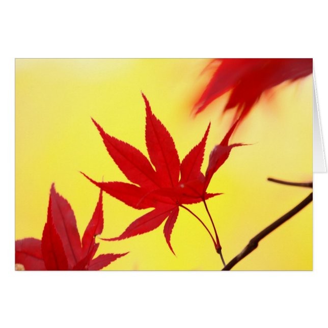 Herbst-japanischer Ahorn (Vorderseite (Horizontal))