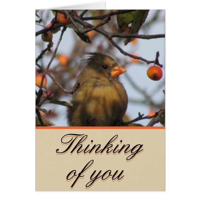 Herbst-Kardinal (Vorne)