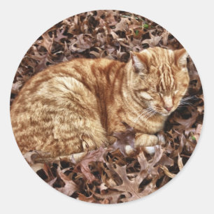 Herbst-Katze Runder Aufkleber