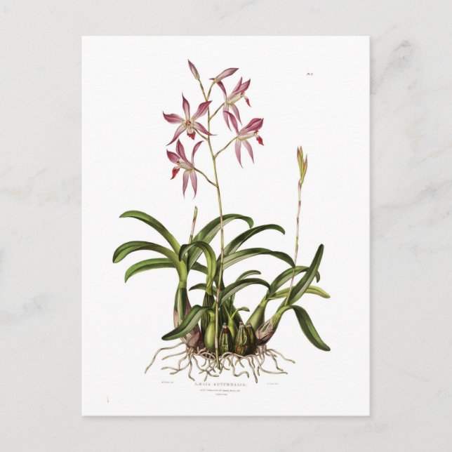 Herbst-Laelia Postkarte (Vorderseite)
