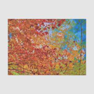 Herbst lässt farbenfrohe Orange Fall Themed Blue S Seidenpapier
