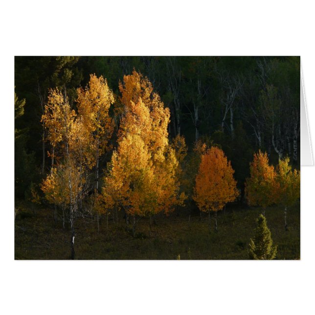 Herbst-Laub (Vorderseite (Horizontal))