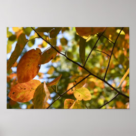 Herbst-Leaf-Herbst lässt Sky Nature Fotografy Poster