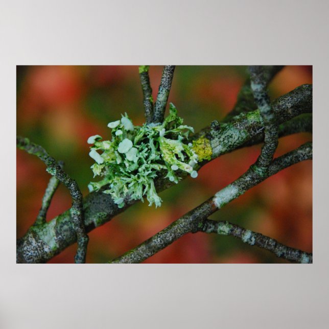 Herbst Lichen Poster (Vorne)