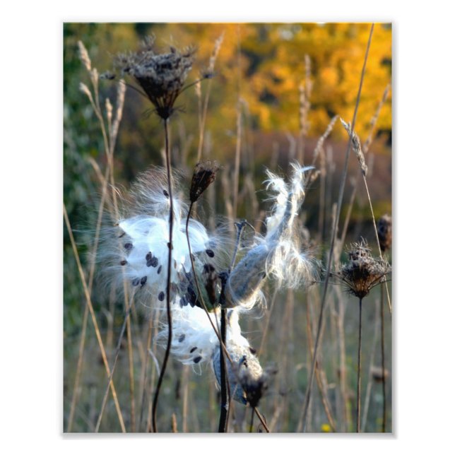 Herbst Milkweed Fotodruck (Vorne)