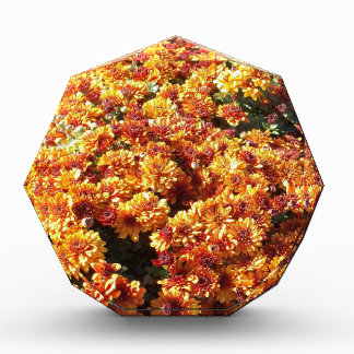 Herbst-Mums Fotoblock
