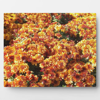 Herbst-Mums Fotoplatte