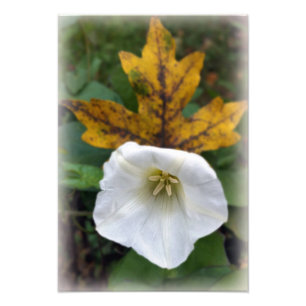 Herbst nach Sommer Fotodruck
