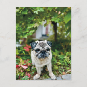 Herbst Niedlicher Mops Postkarte
