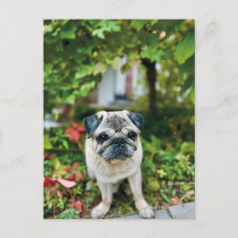 Herbst Niedlicher Mops Postkarte