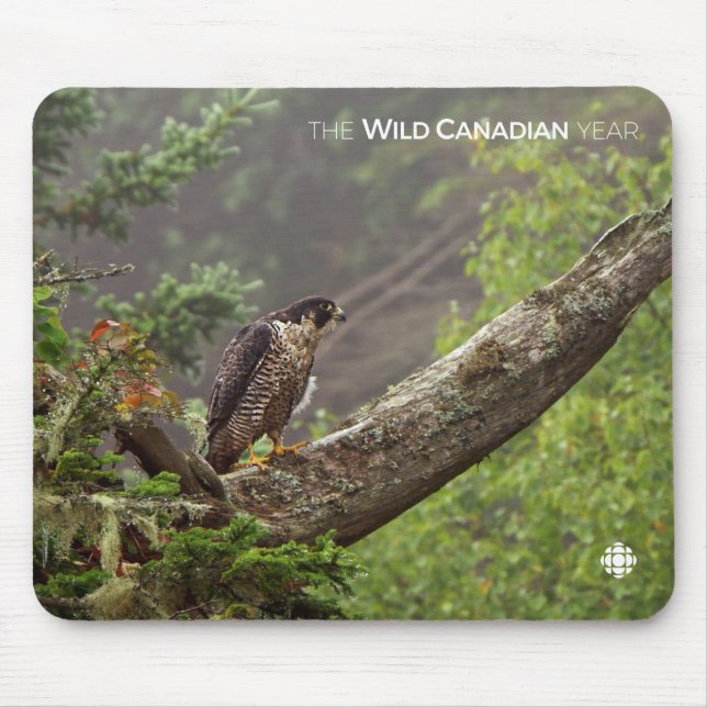 Herbst - Peregrine Falcon Mousepad (Vorne)
