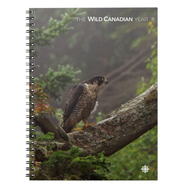 Herbst - Peregrine Falcon Notizblock (Vorderseite)