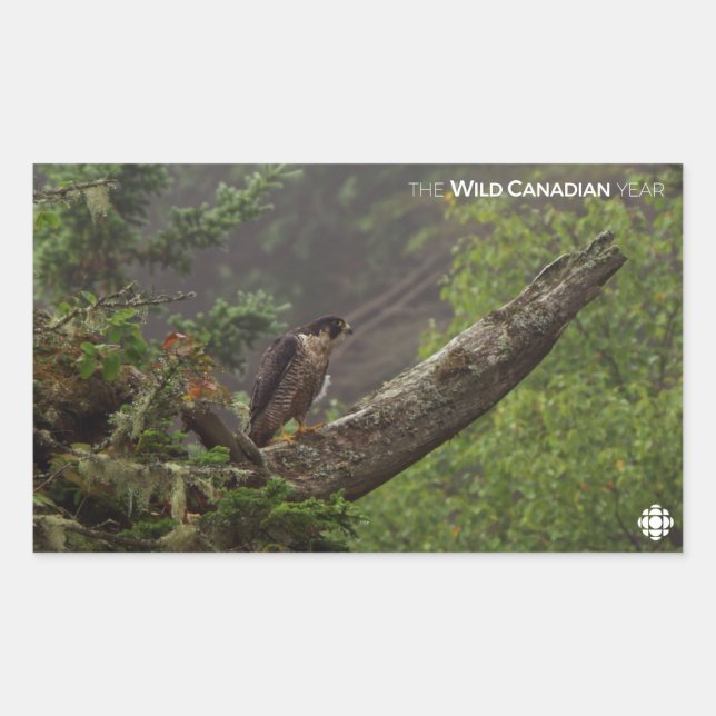 Herbst - Peregrine Falcon Rechteckiger Aufkleber (Vorderseite)