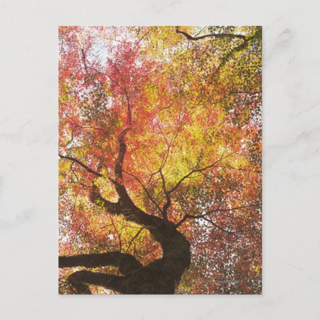 Herbst Postkarte (Vorderseite)