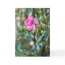 Herbst Rosa Rose Blüten Blüte Blüte