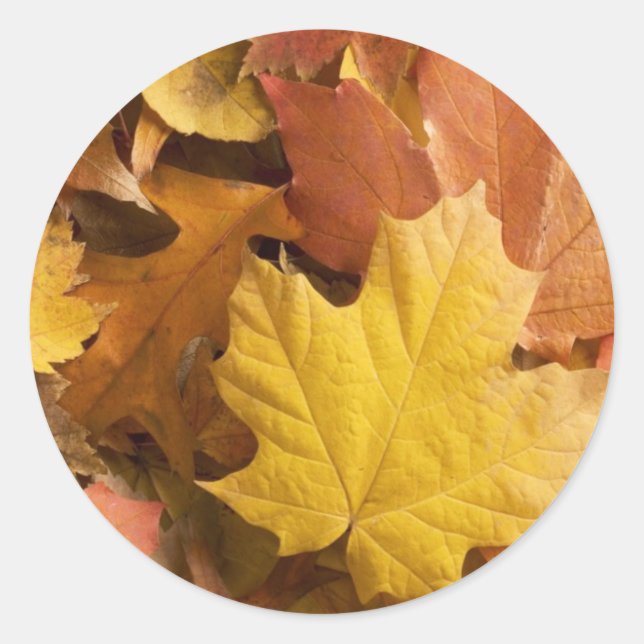 Herbst-Sammlung Golden Blätter Stickers (Vorderseite)