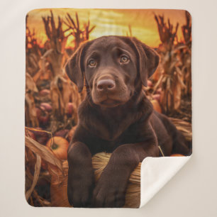 Herbst Schokolade Labrador Pup Sherpadecke