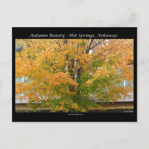 Herbst-Schönheit-Hot-Springs, Arkansas Bekleidung Postkarte