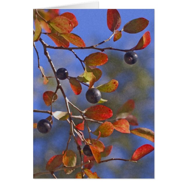 Herbst Sparkleberry (Vorne)