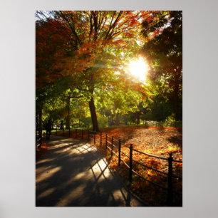 Herbst Sun im Central Park, NYC, Medium Poster