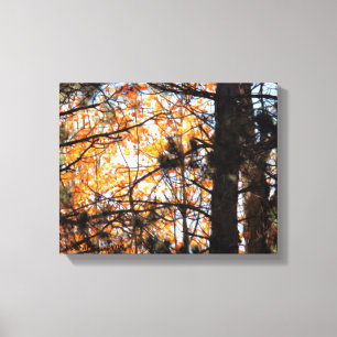 Herbst unter den Kiefern Leinwanddruck